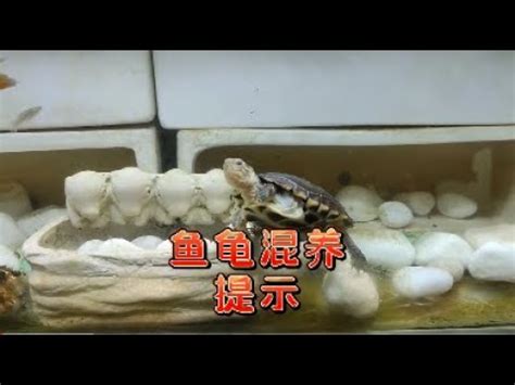 烏龜可以跟魚一起養嗎|新手養龜懶人包